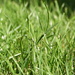 Grass (as in grarse) by 30pics4jackiesdiamond