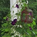 Morning glories are taking over by tunia