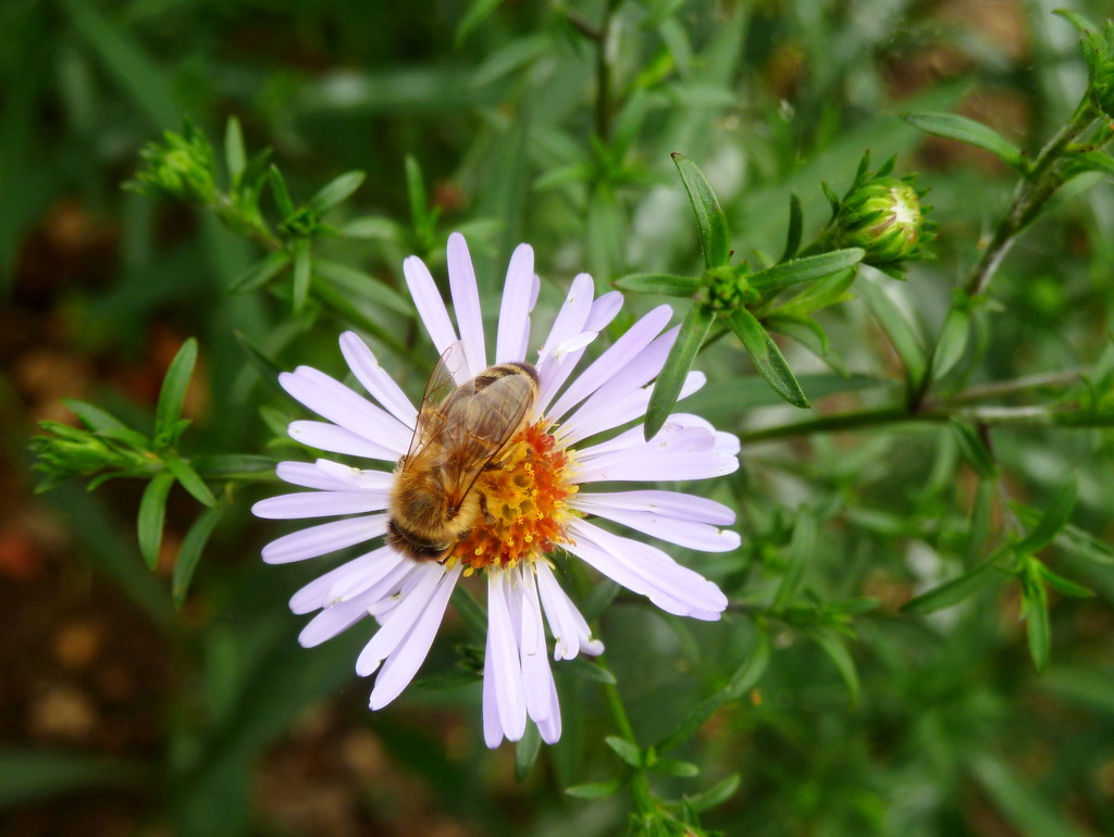 Michaelmas daisy and bee by boxplayer