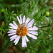 Michaelmas daisy and bee by boxplayer
