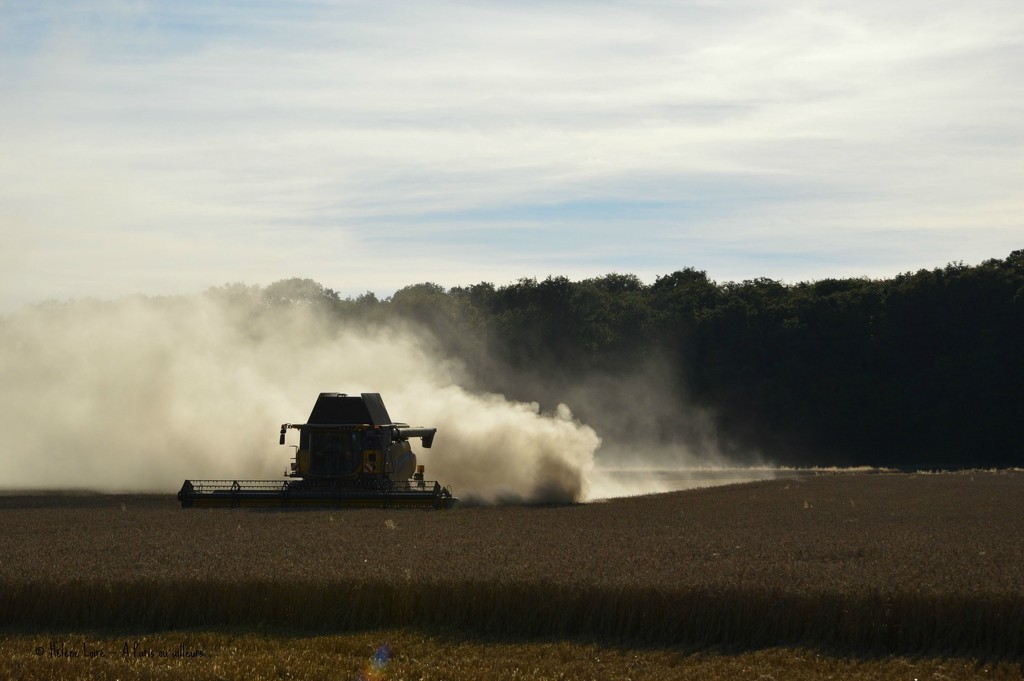 Harvest by parisouailleurs