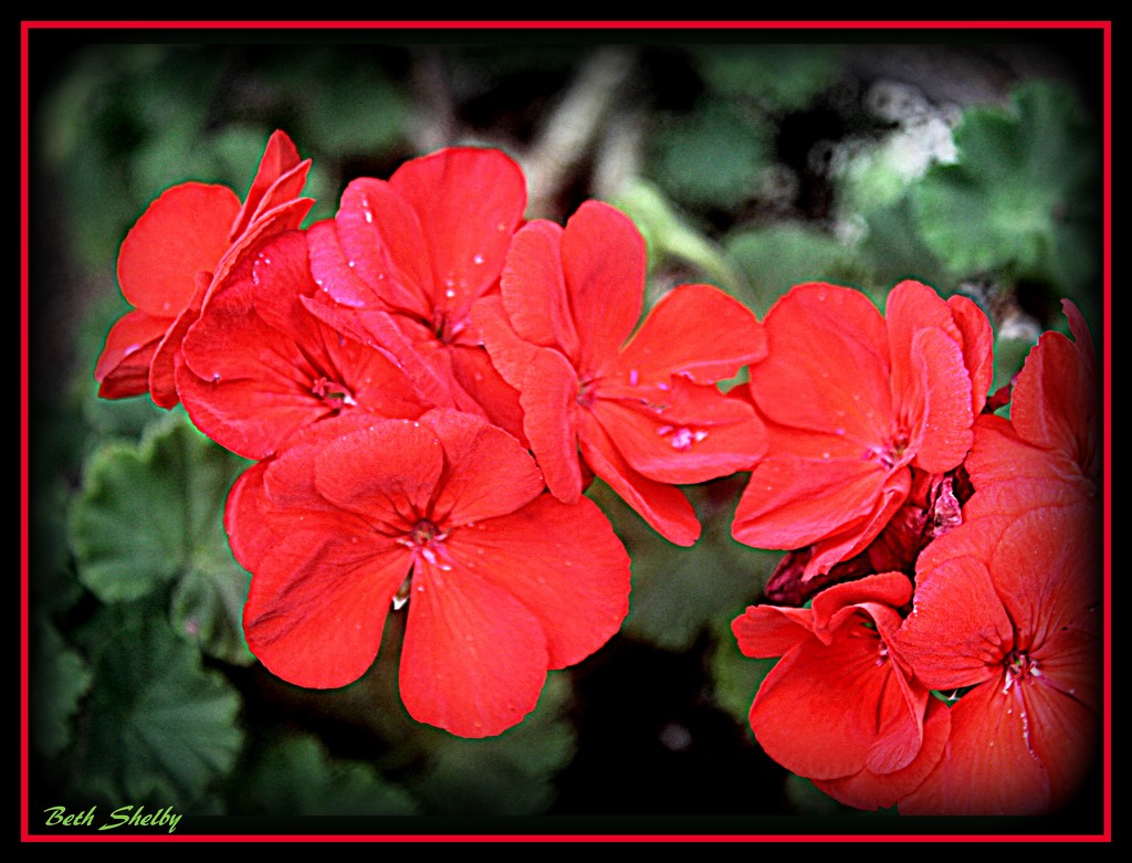 Red Geranium by vernabeth