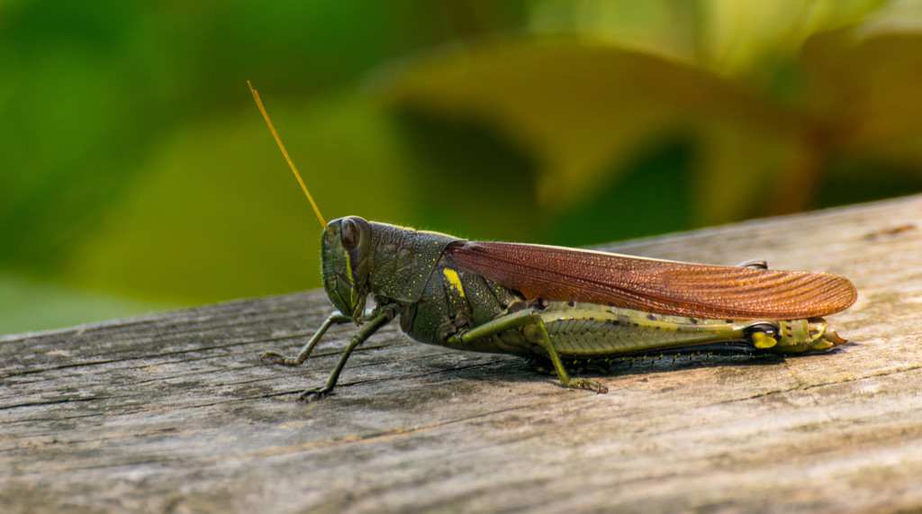 Grasshopper on the Fence! by rickster549