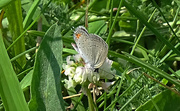 13th Aug 2016 - Eastern Tailed-Blue Butterfly