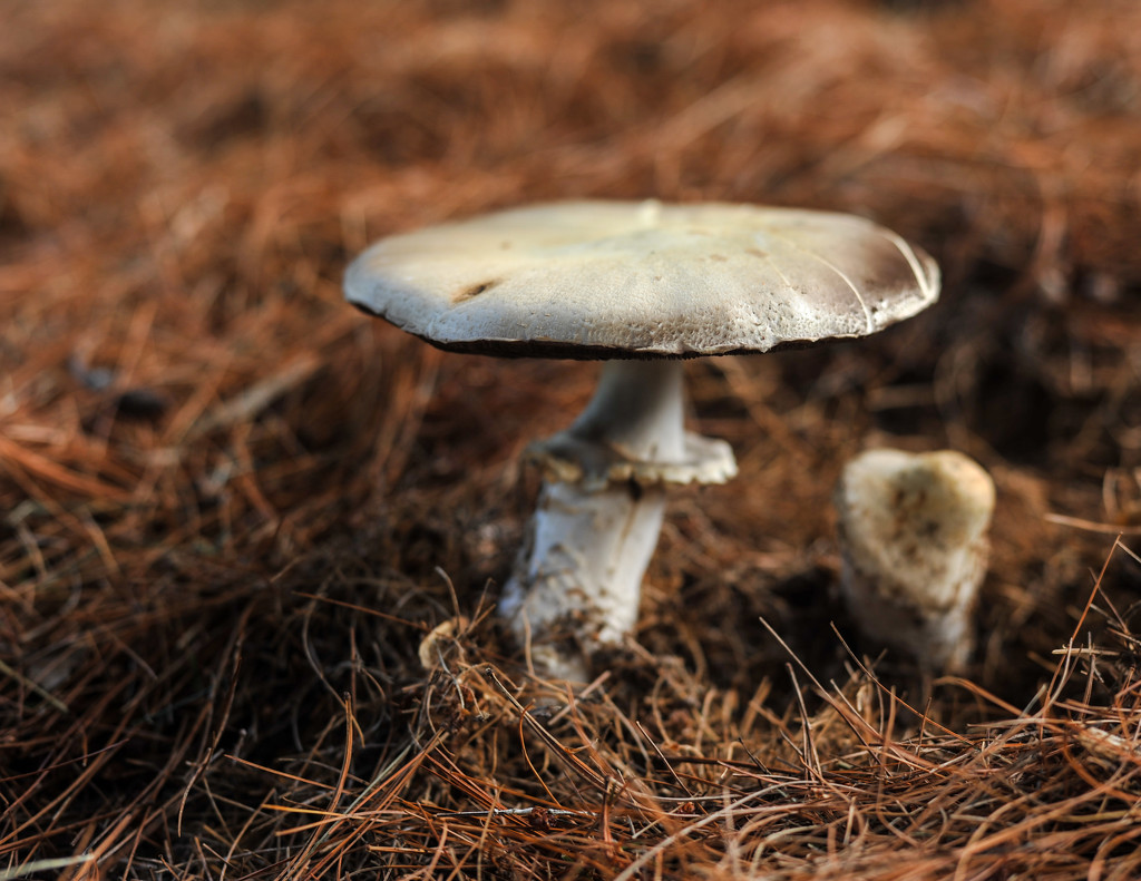 Mushroom under the Pine tree by loweygrace