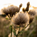 Thistle  by rjb71