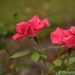 Roses by thewatersphotos