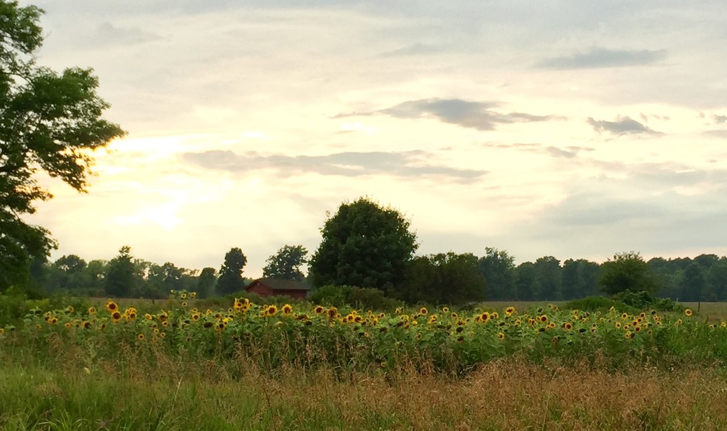 Sunflower Sunset by frantackaberry