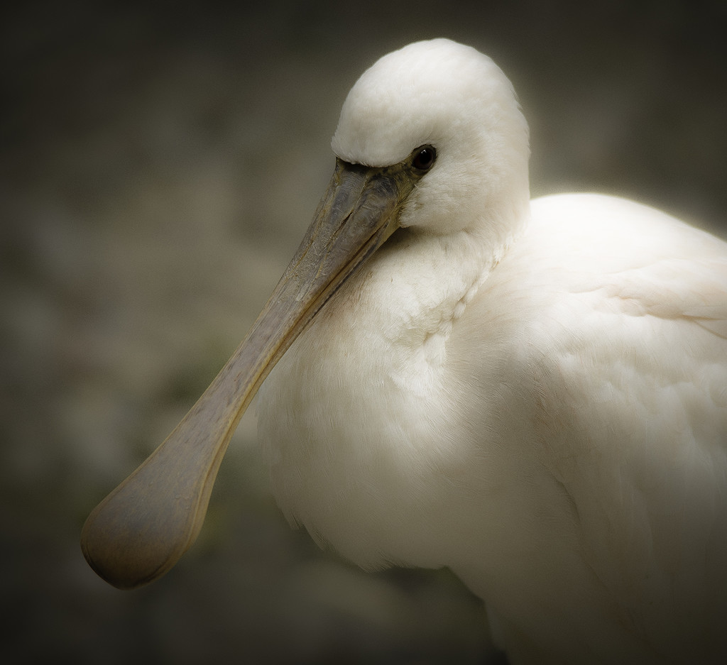 spoonbill by jerome