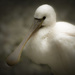 spoonbill by jerome