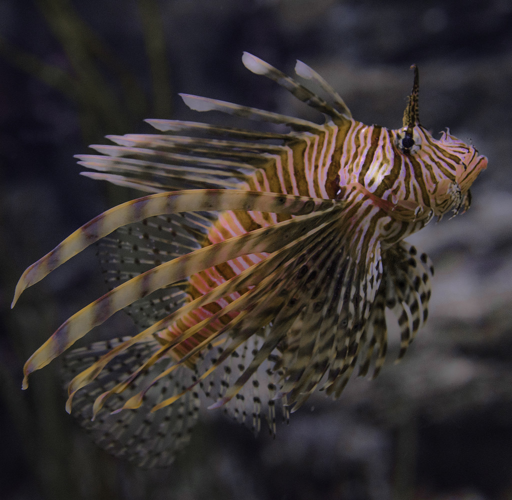 Lionfish by jerome