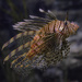 Lionfish by jerome