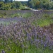 Lavender Fields by redy4et