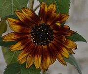 12th Aug 2016 - Sunflower
