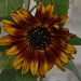 Sunflower by stephomy
