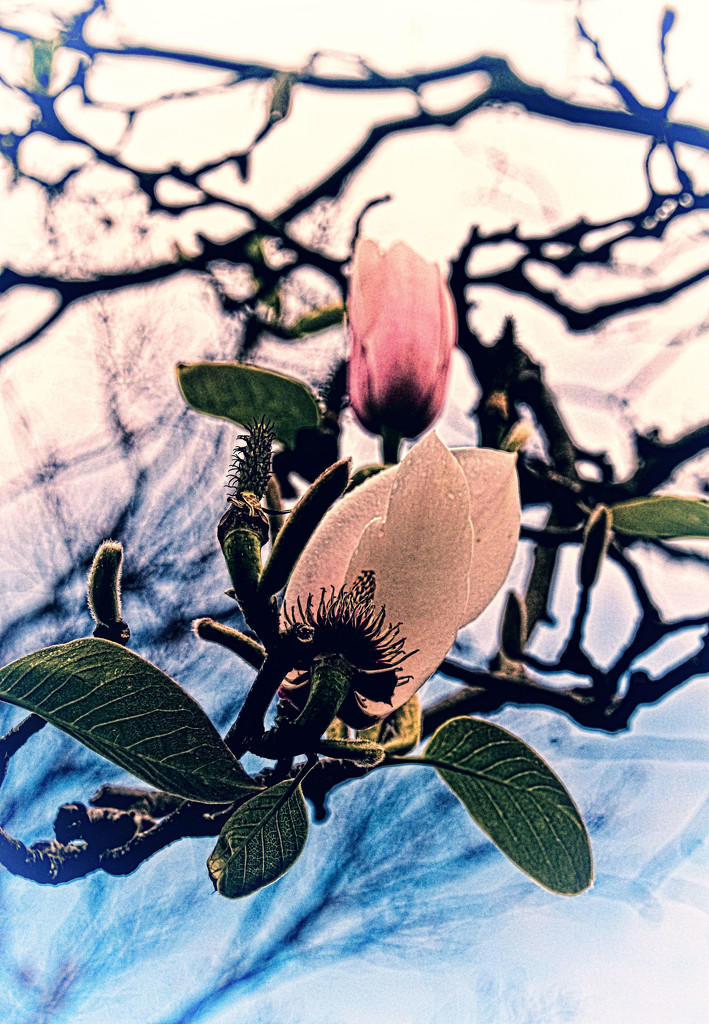magnolia by annied