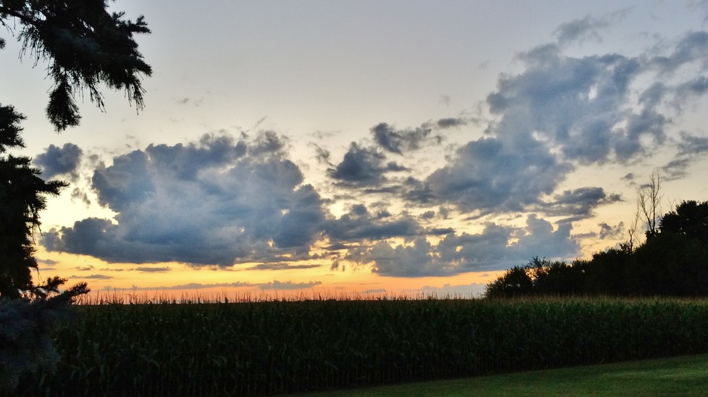 Sunset Over The Corn by bjchipman