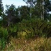 Beautiful Australian Native  Grasses ~ by happysnaps