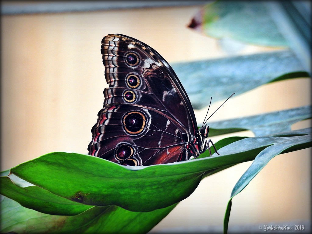 Blue Morpho in disguise by yorkshirekiwi