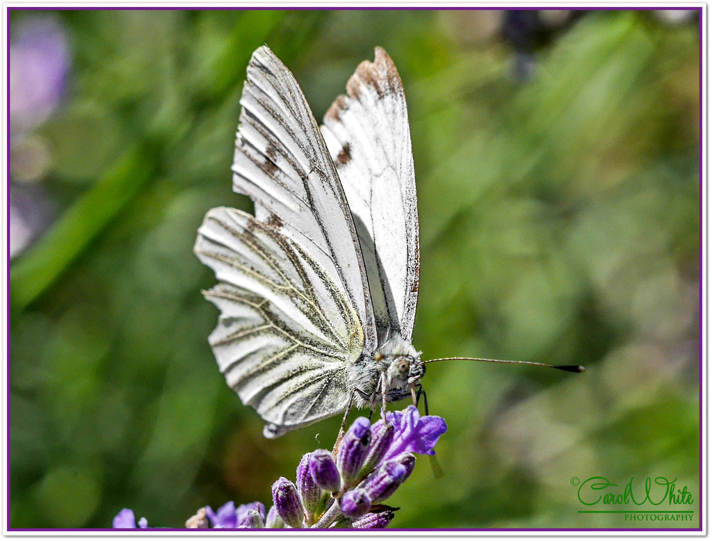 Green-Veined White Butterfly by carolmw