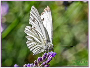 14th Aug 2016 - Green-Veined White Butterfly
