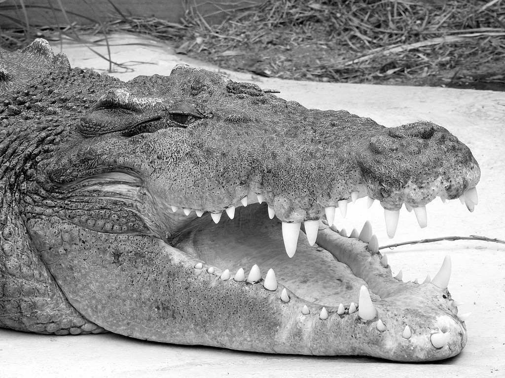Crocodile Smile by nickspicsnz