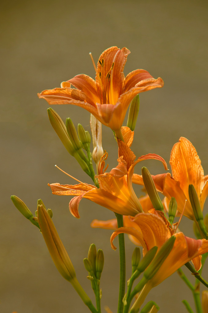 Lillies by houser934