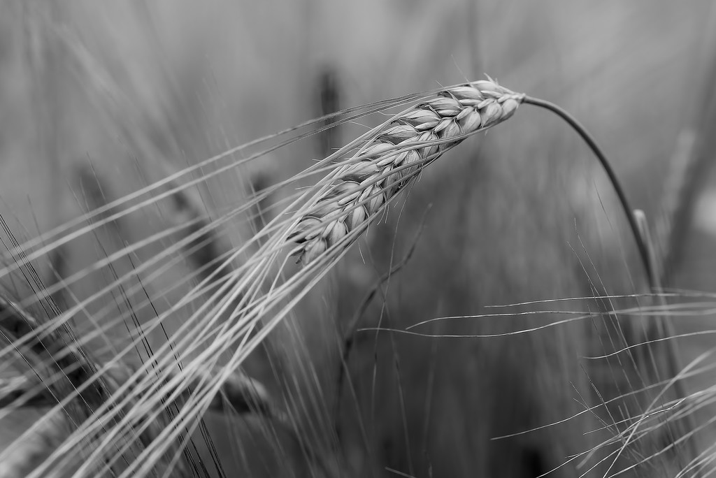 Barley Field No. 4 by motherjane