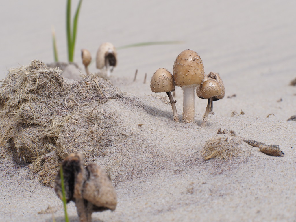 Mushrooms by selkie