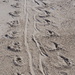 Seal Tracks by selkie