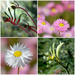 King's Park Wildflower Collage _DSC9662 by merrelyn