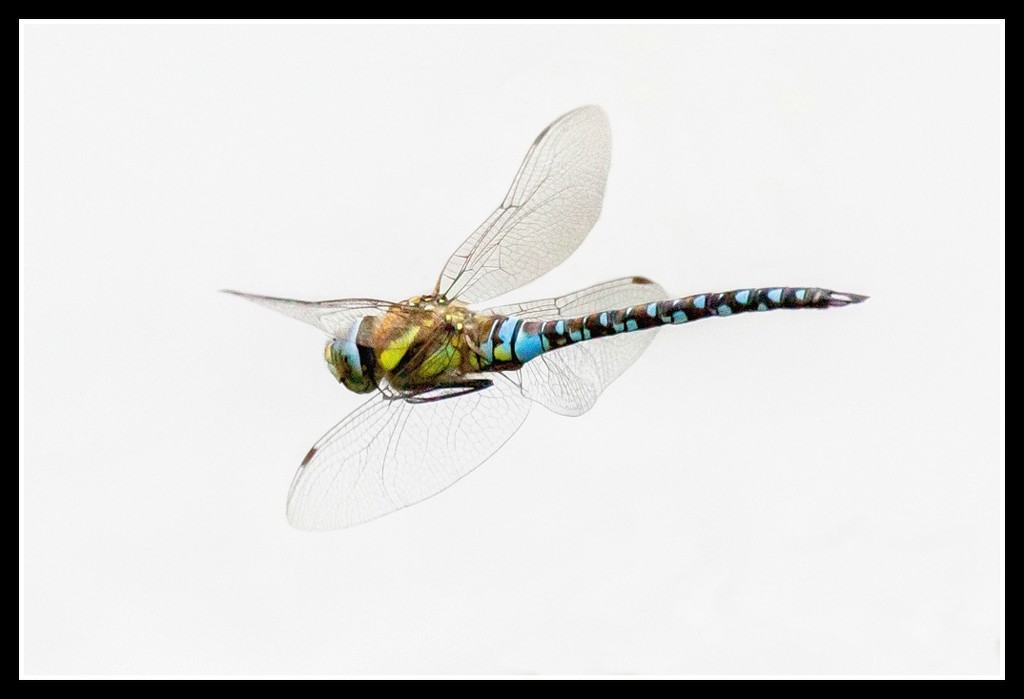 2016 08 14 Dragonfly by pamknowler