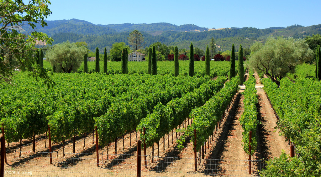 Northern Napa Valley by rhoing