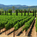 Northern Napa Valley by rhoing
