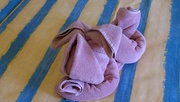 10th Aug 2016 - Towel dog or rabbit?