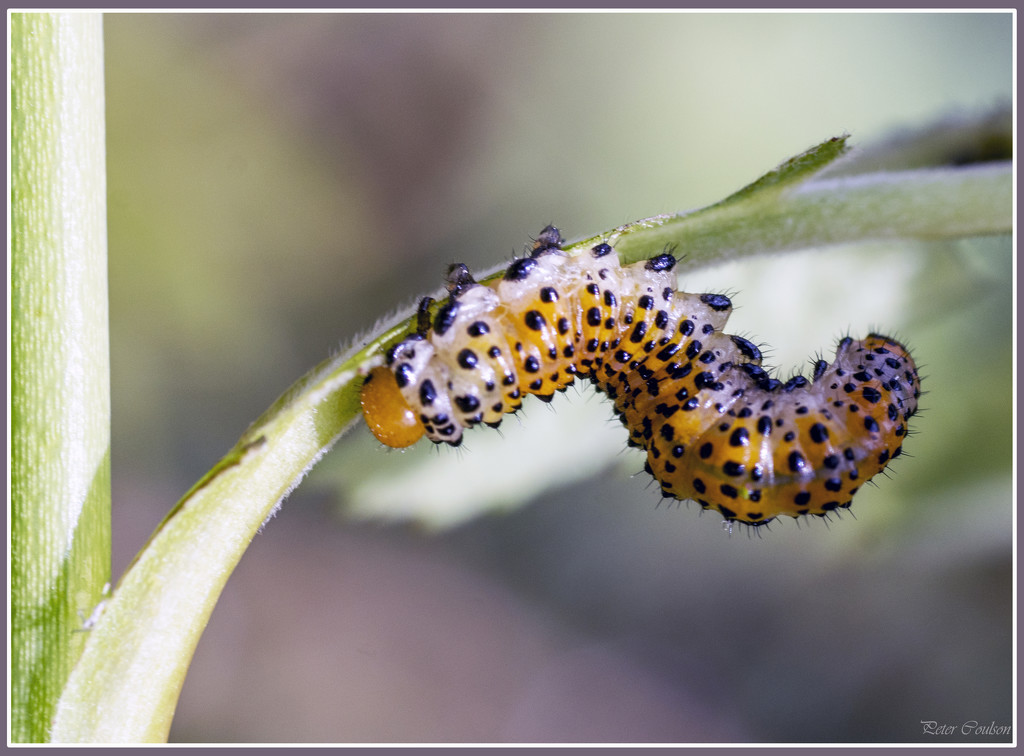 Caterpillar by pcoulson