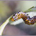 Caterpillar by pcoulson