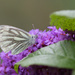 butterfly and buddleia by callymazoo