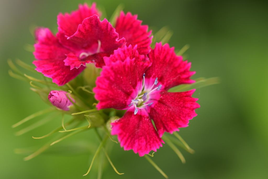 sweet william by christophercox