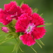 sweet william by christophercox