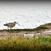 Curlew by rosiekind