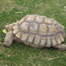 The Tortoise by davemockford