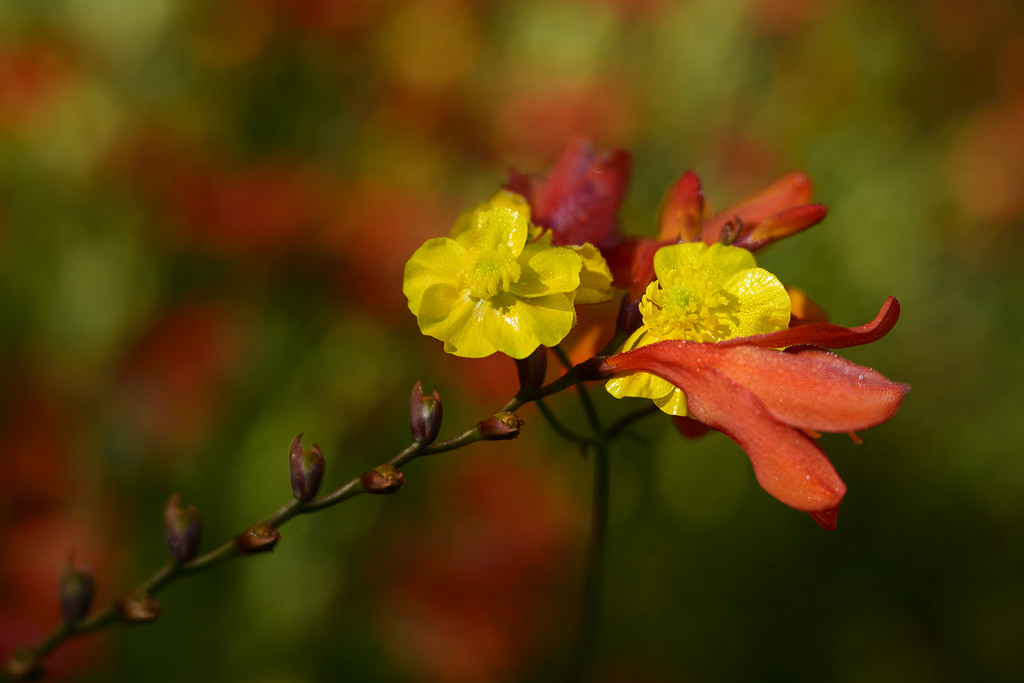 Lensbaby Crocosmia and Friends by jgpittenger