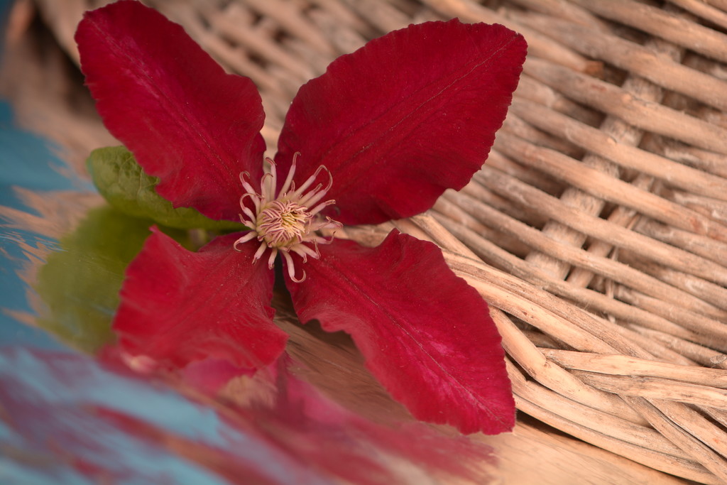 Red clematis by ziggy77