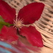 Red clematis by ziggy77
