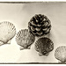 Shells and Pine Cone by frequentframes