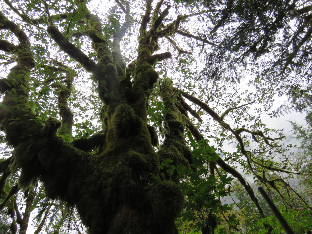 Mossy Giant by pamelaf