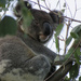 yeah I see ya by koalagardens