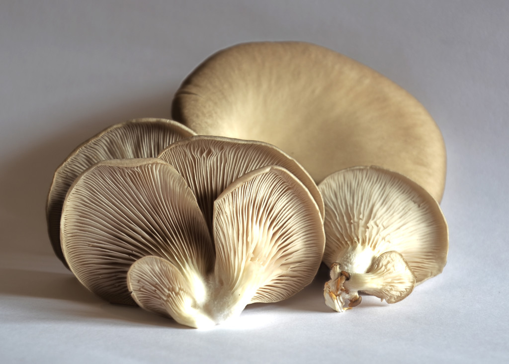More Oyster Mushrooms by salza