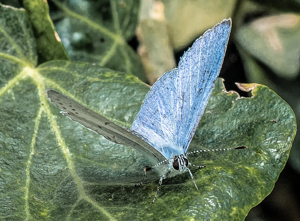 Holly Blue on Ivy by inthecloud5